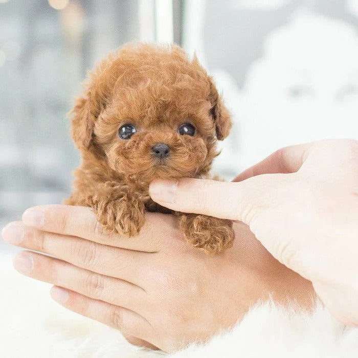 Robot Puppy Interactive Toy Realistic Puppy for Kids